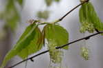 American beech